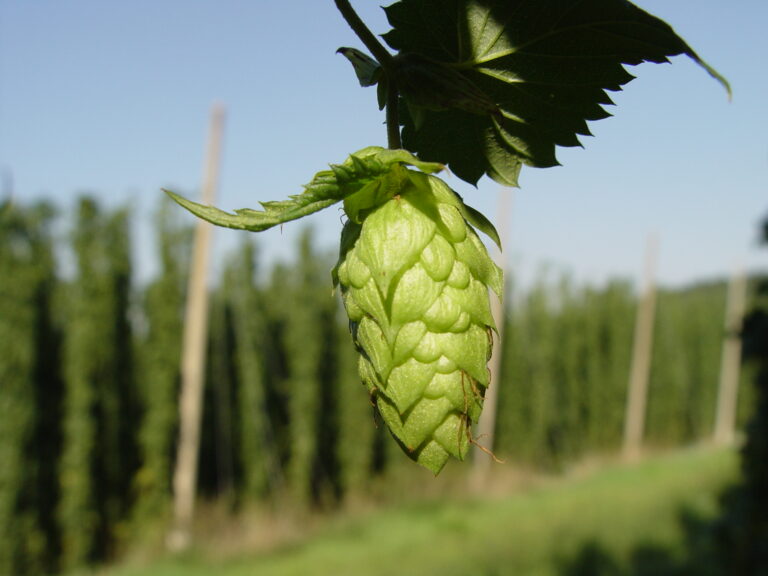 A pice of fruit hangs from a vine.